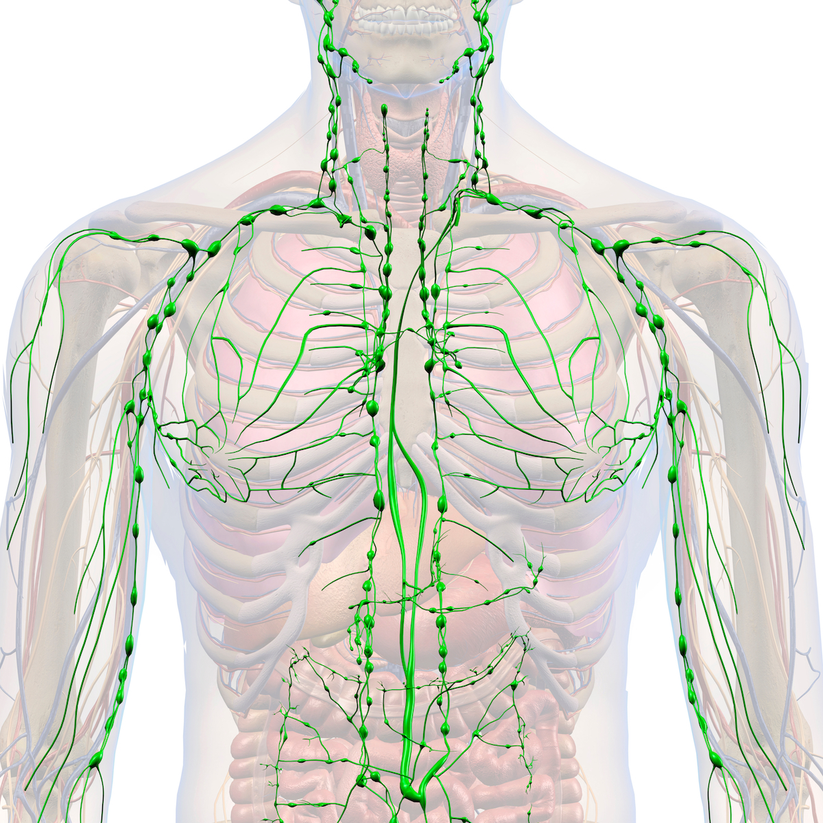 What is lymphatic drainage? TushToners