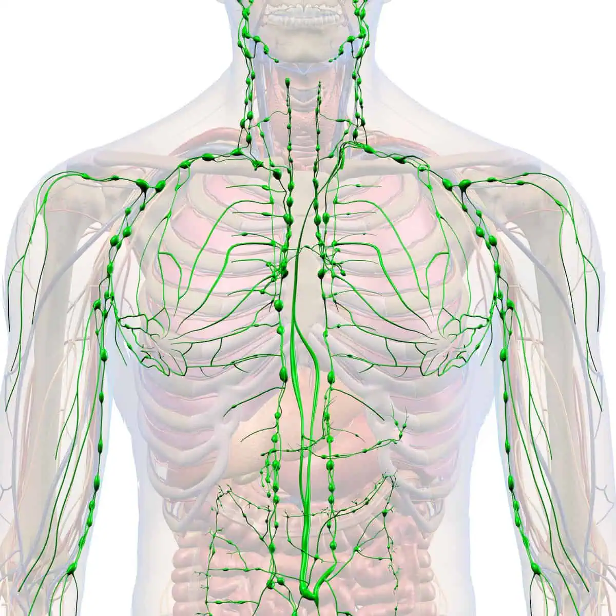 What Is Lymphatic Drainage? How It Works and 7 Simple Benefits
