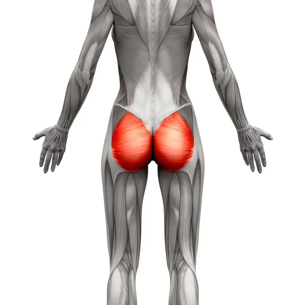 gluteal muscles at TushToners