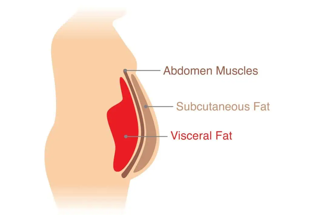 visceral fat in men at TushToners