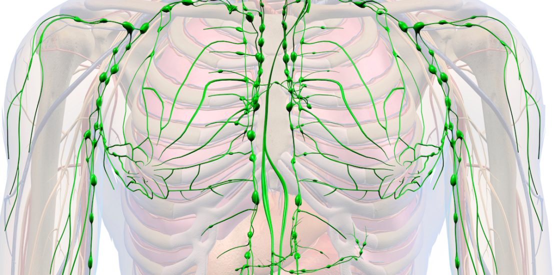 Male Lymphatic System Isolated in Male Chest Area, 3D Rendering